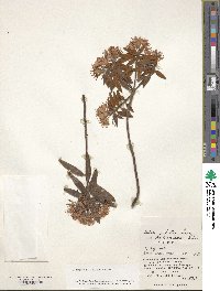 Rhododendron tomentosum image