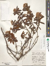 Rhododendron tomentosum image