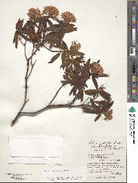 Rhododendron tomentosum image