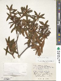 Rhododendron tomentosum image