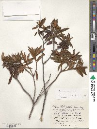 Rhododendron tomentosum image