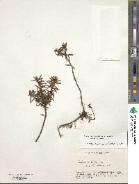 Rhododendron tomentosum image