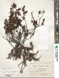 Rhododendron tomentosum image