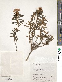 Rhododendron tomentosum image