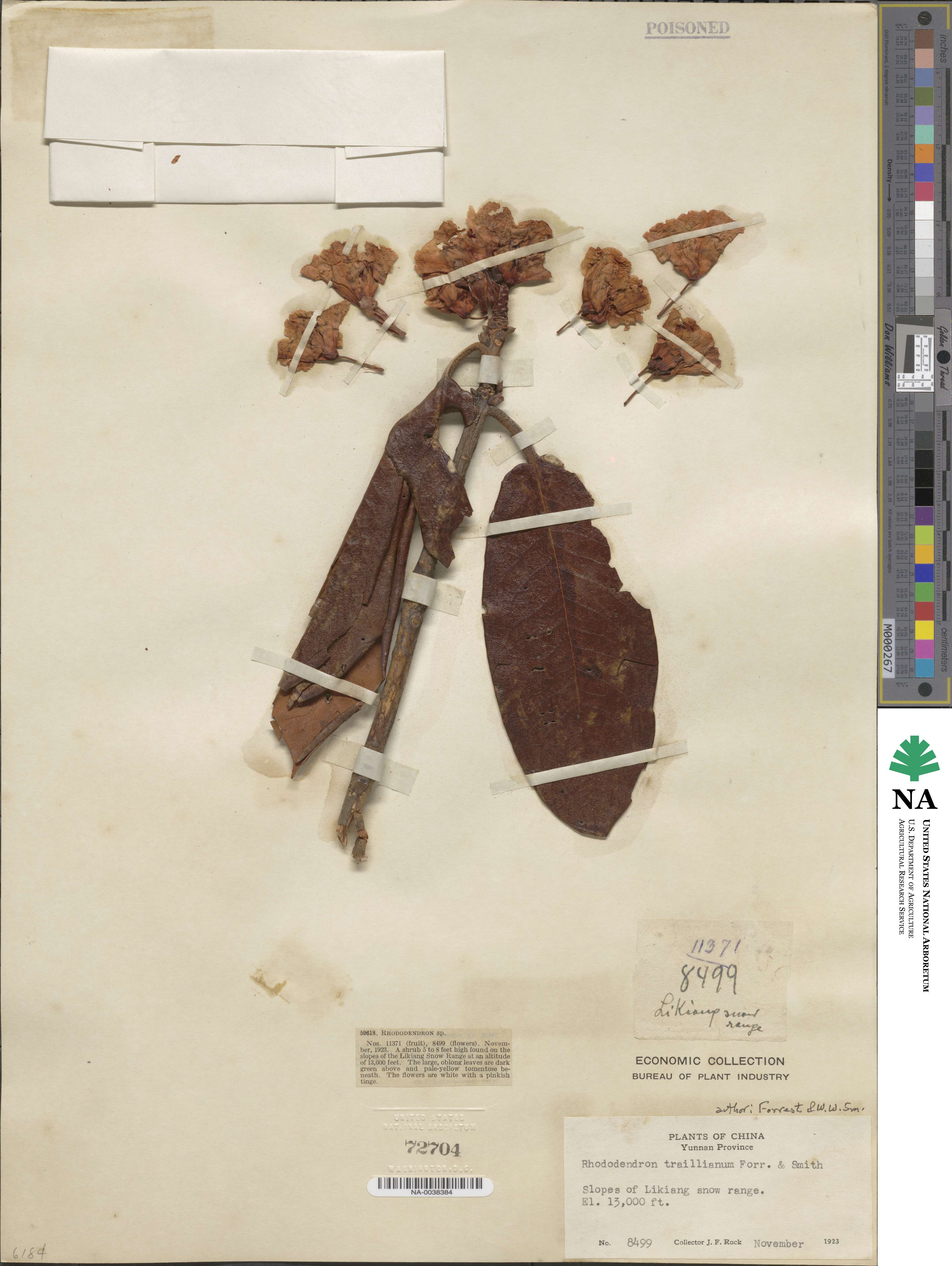 Rhododendron traillianum image