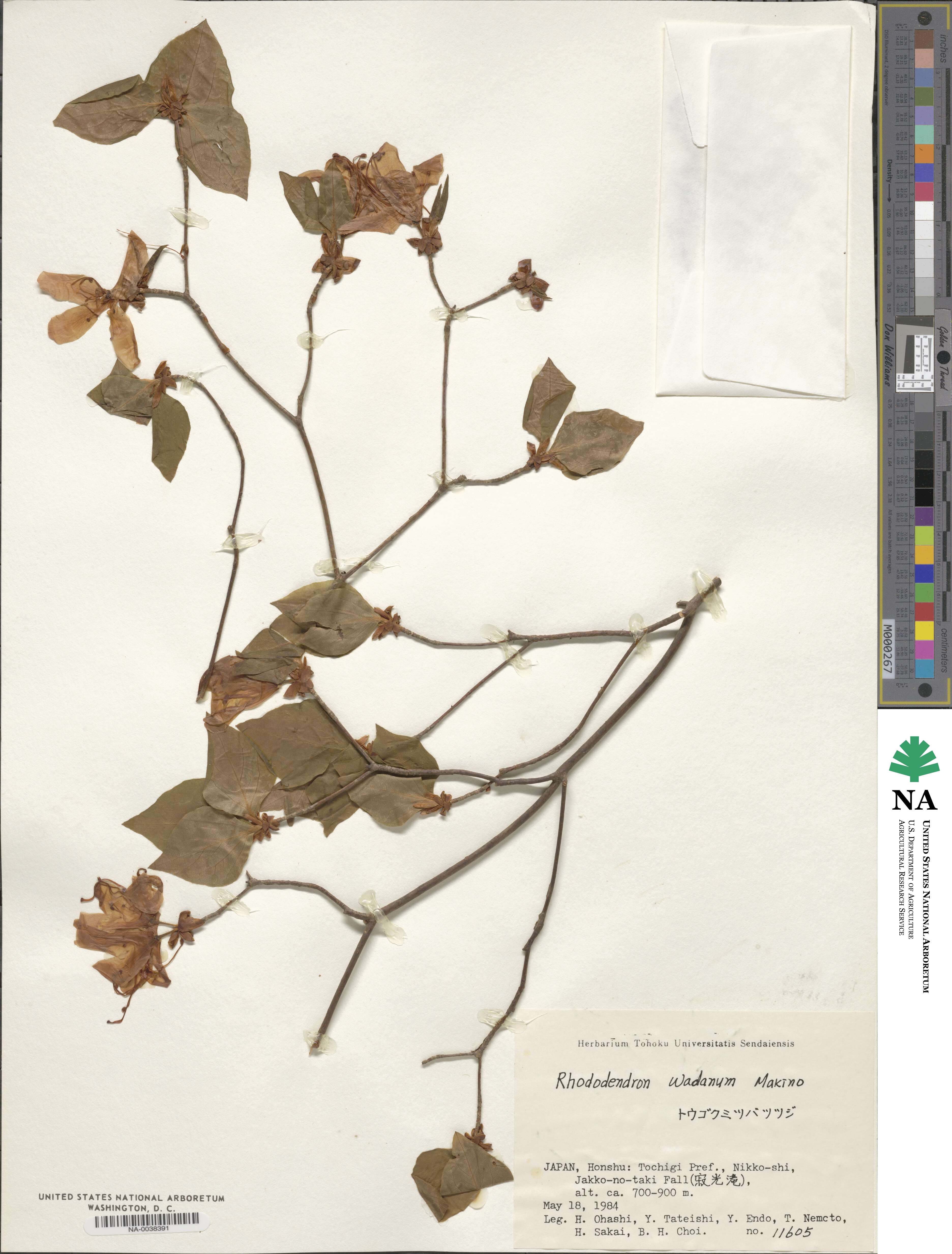 Rhododendron wadanum image