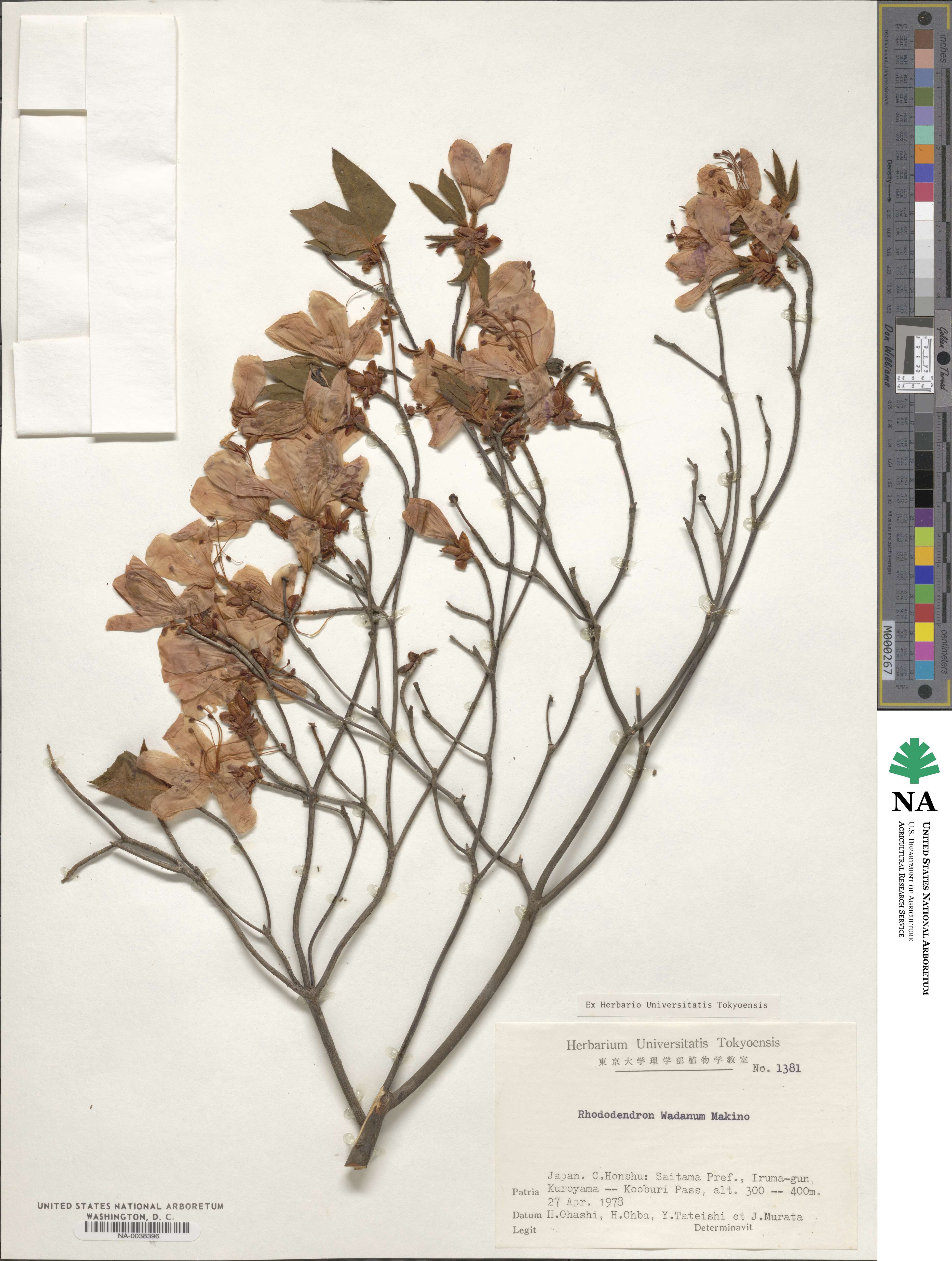 Rhododendron wadanum image
