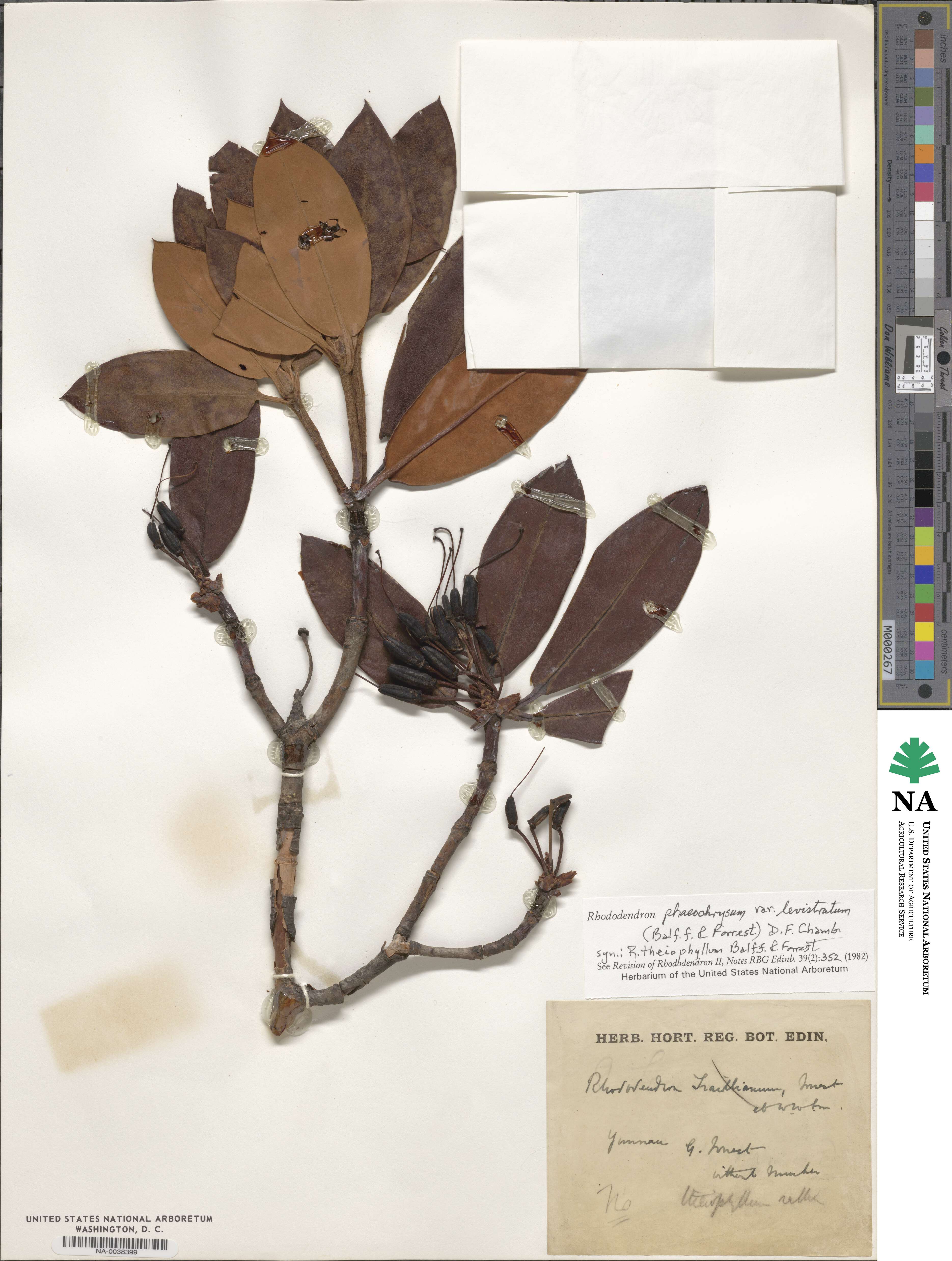 Rhododendron phaeochrysum var. levistratum image