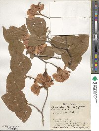 Rhododendron weyrichii image