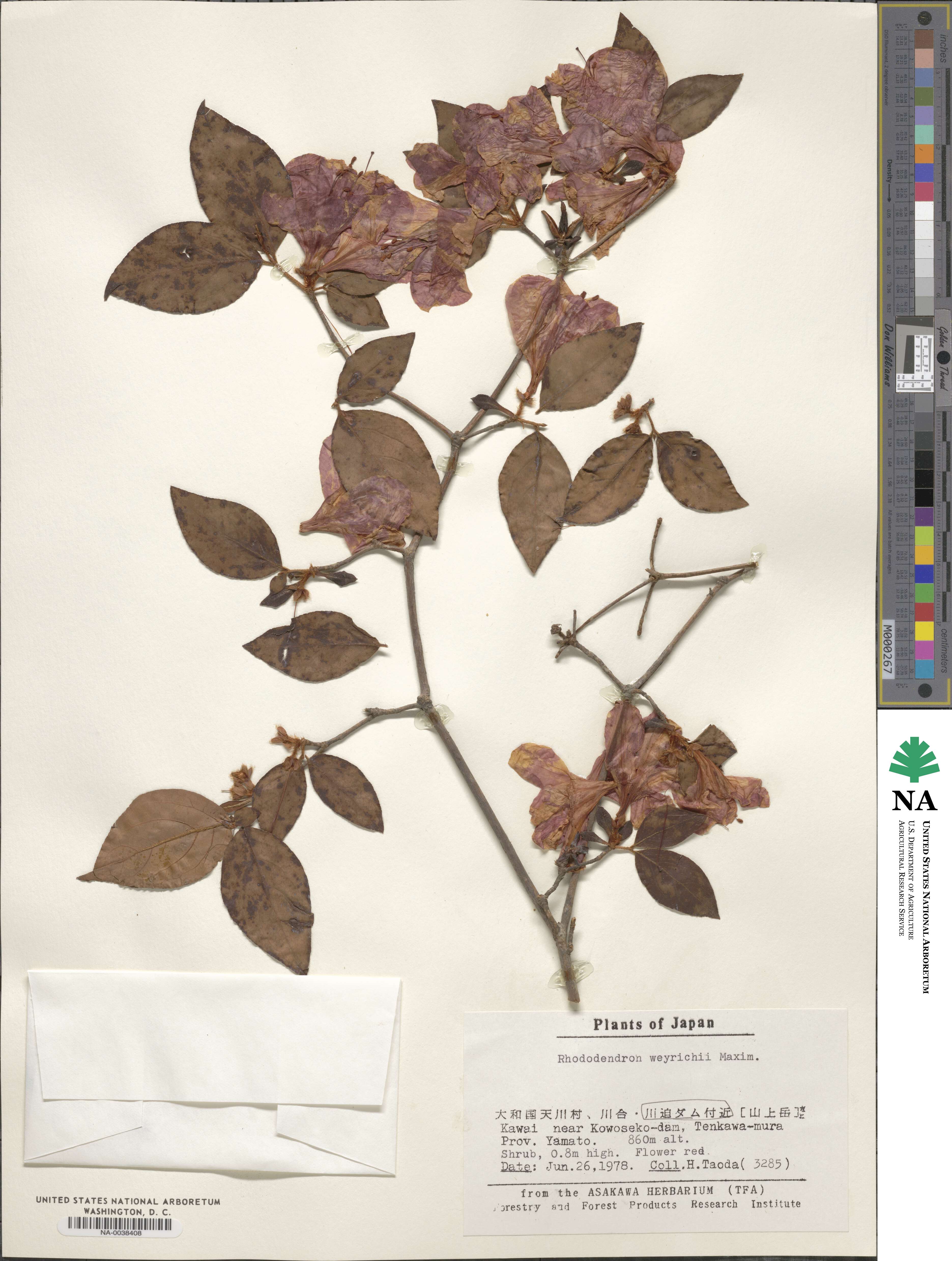 Rhododendron weyrichii image