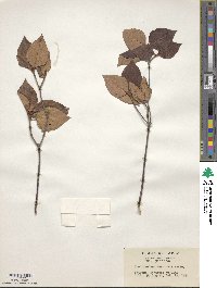 Rhododendron weyrichii image