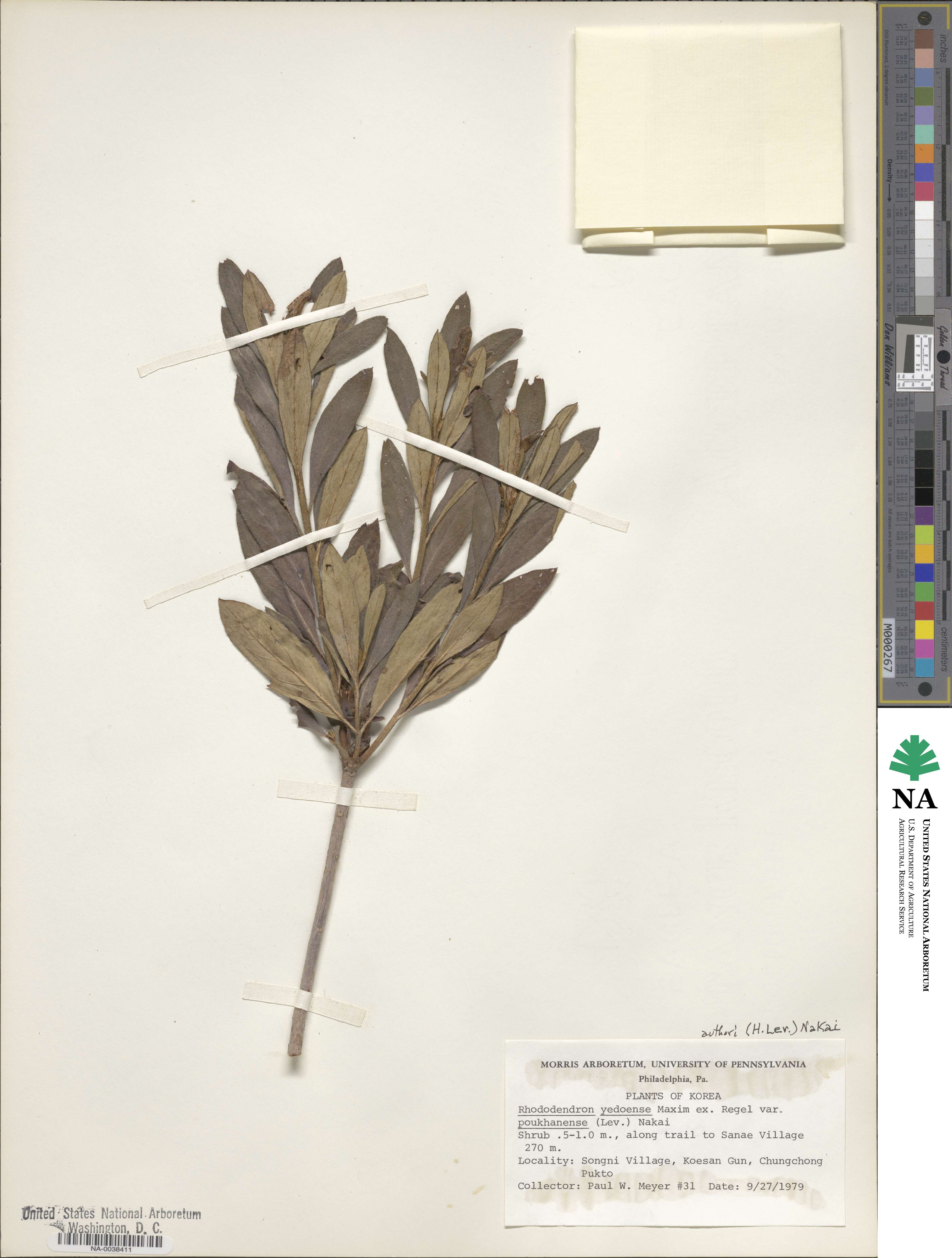 Rhododendron yedoense f. poukhanense image