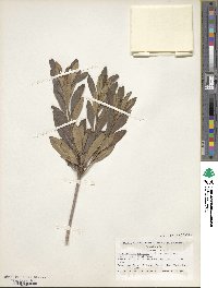 Rhododendron yedoense f. poukhanense image