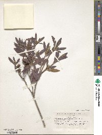 Rhododendron yedoense f. poukhanense image