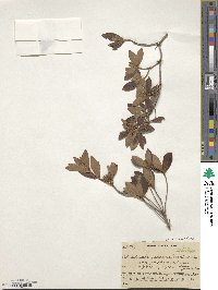 Rhododendron yedoense f. poukhanense image