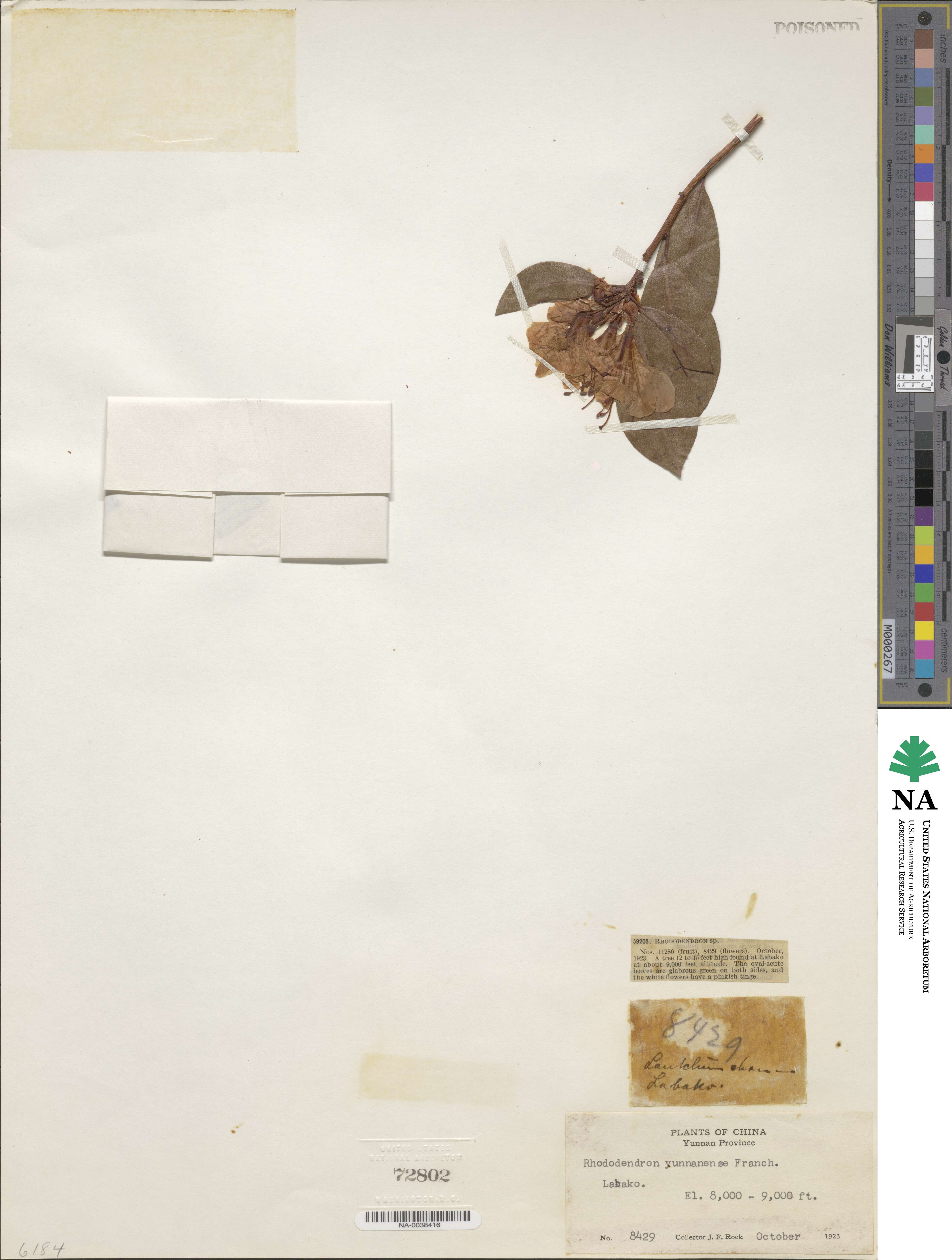 Rhododendron yunnanense image