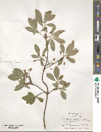 Rhododendron pilosum image