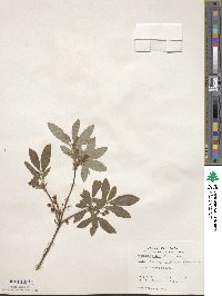 Rhododendron pilosum image