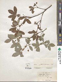 Rhododendron pilosum image