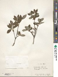 Rhododendron pilosum image