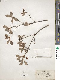 Rhododendron pilosum image