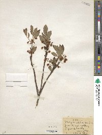 Rhododendron pilosum image