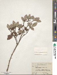 Rhododendron pilosum image