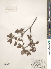 Rhododendron pilosum image