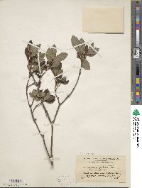 Rhododendron pilosum image