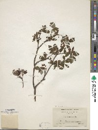 Rhododendron pilosum image