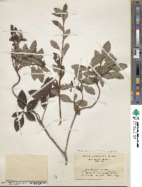 Rhododendron pilosum image