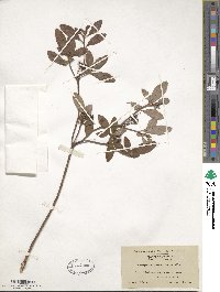 Rhododendron pilosum image