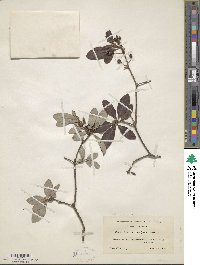 Rhododendron pilosum image