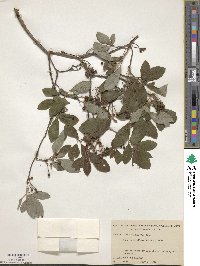 Rhododendron pilosum image