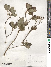 Rhododendron menziesii image