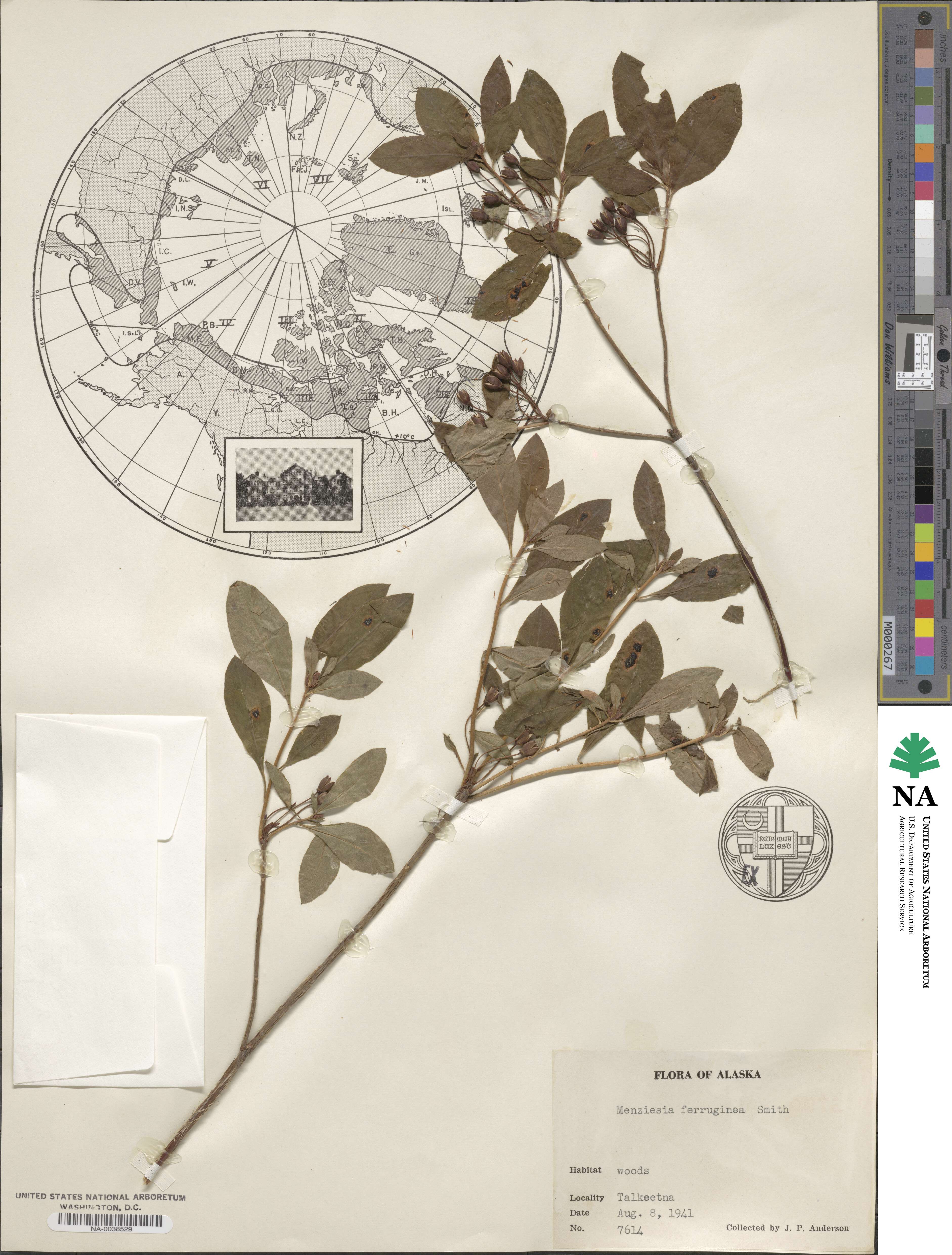 Rhododendron menziesii image