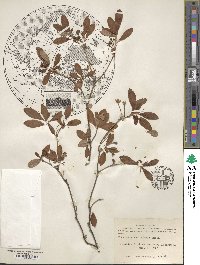 Rhododendron menziesii image