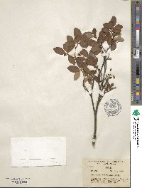 Rhododendron menziesii subsp. menziesii image