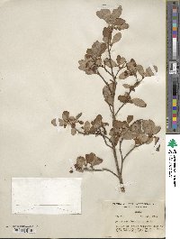 Rhododendron menziesii subsp. menziesii image