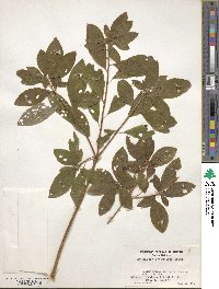 Rhododendron menziesii image