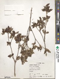 Rhododendron menziesii subsp. menziesii image