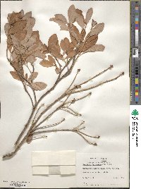 Rhododendron menziesii subsp. menziesii image