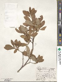 Rhododendron menziesii image