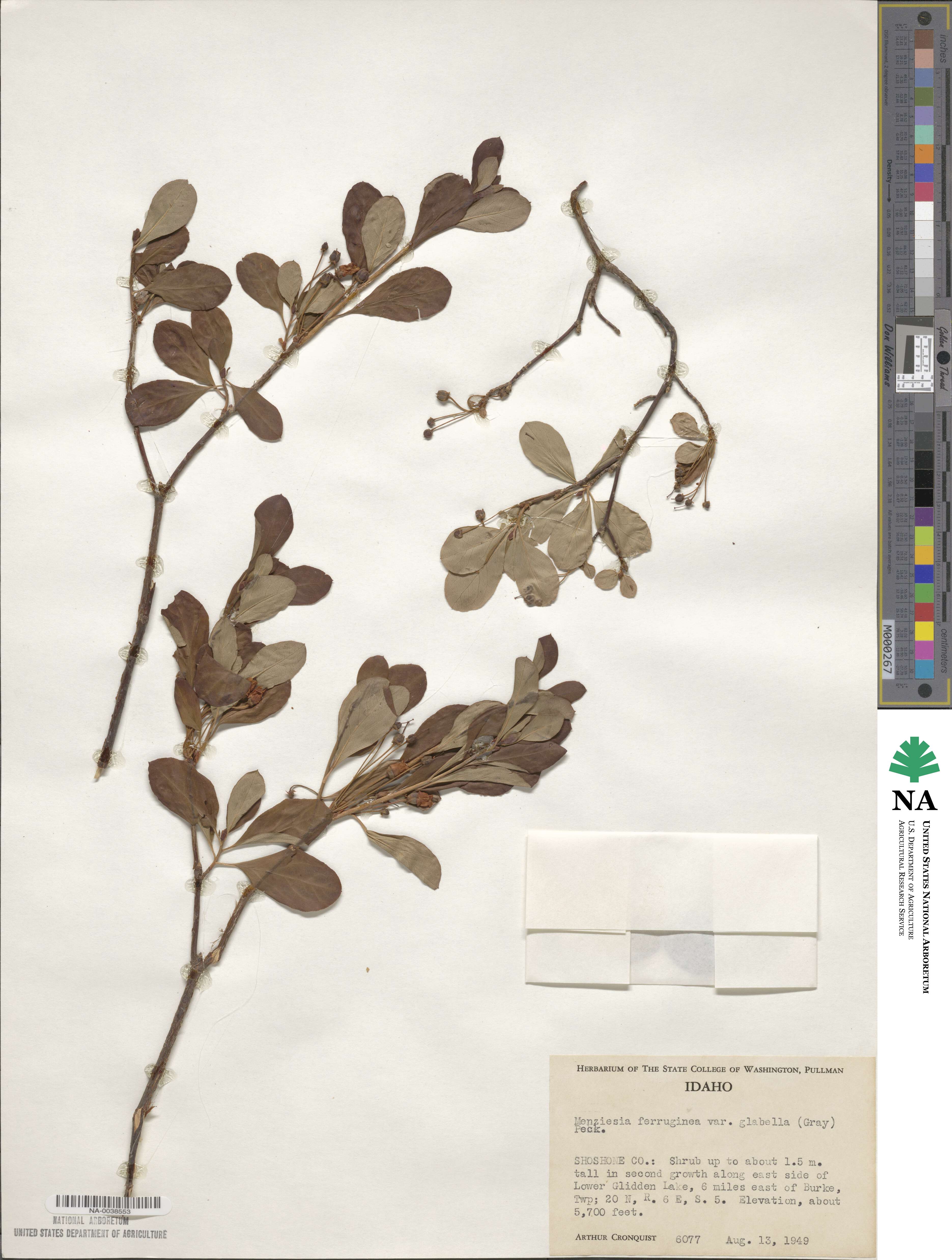 Rhododendron menziesii image
