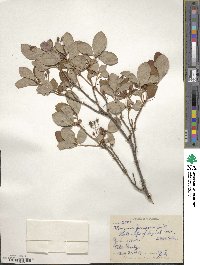 Rhododendron menziesii image