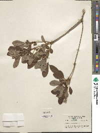 Rhododendron menziesii image