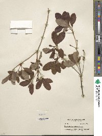 Rhododendron menziesii image