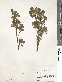 Rhododendron menziesii image