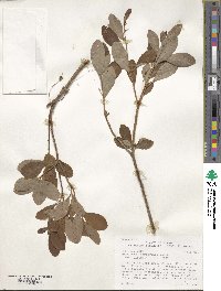 Rhododendron menziesii image