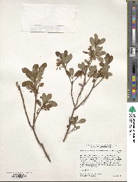 Rhododendron menziesii image